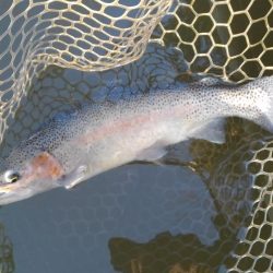 大安トラウトレイク 釣果